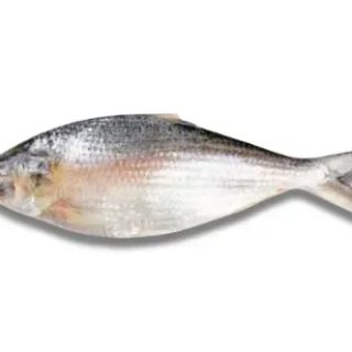 Hilsha Fresh Local Captured (300-399 gm)