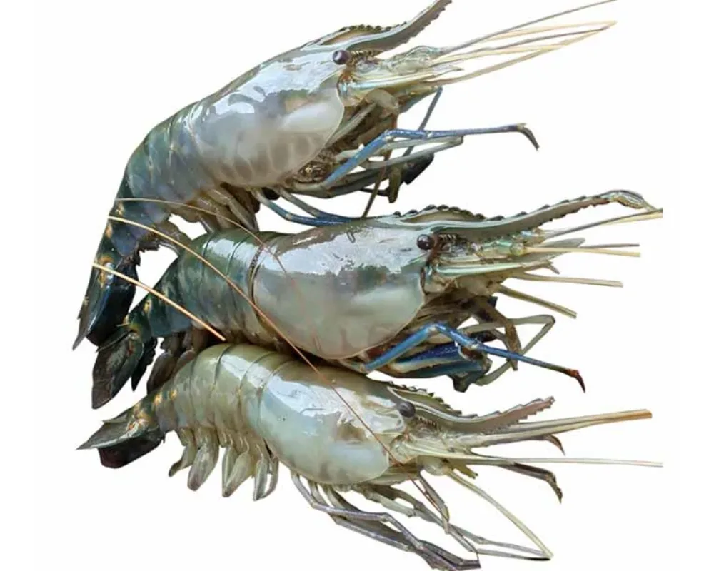 Golda Fresh Local Cultured (30-40 Pcs/kg)